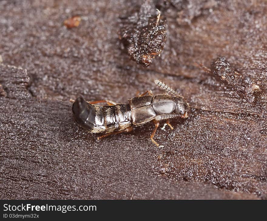 Rove beetle