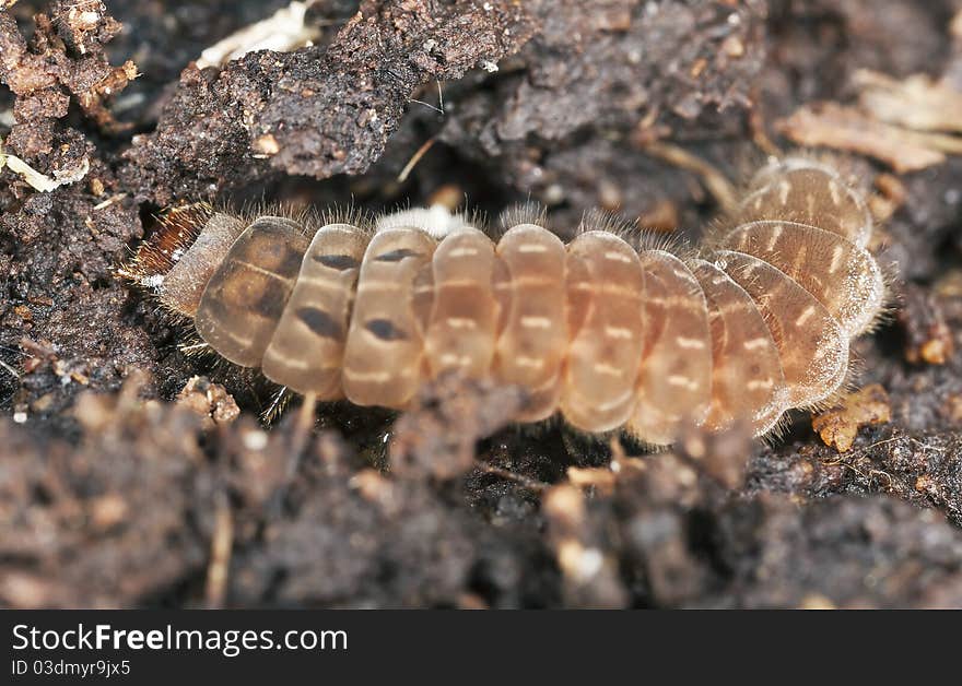 Brown larvae