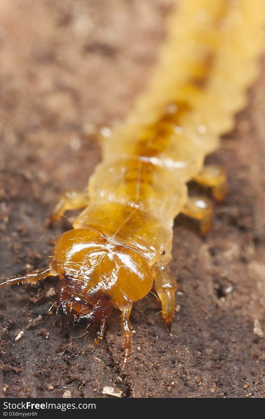 Cardinal beetle larvae