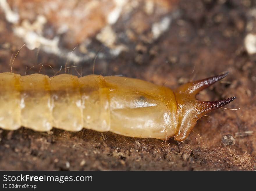 Cardinal Beetle Larvae