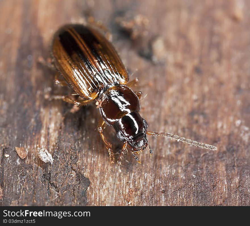 Ground beetle sitting on wood, macro photo.