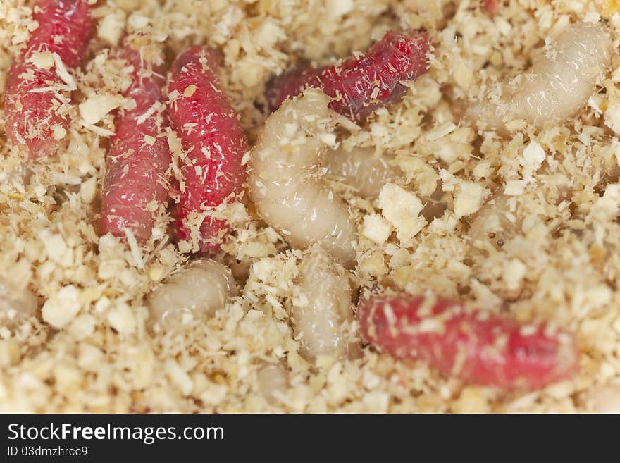 Fly larva used for fishing, extreme close up with high magnification