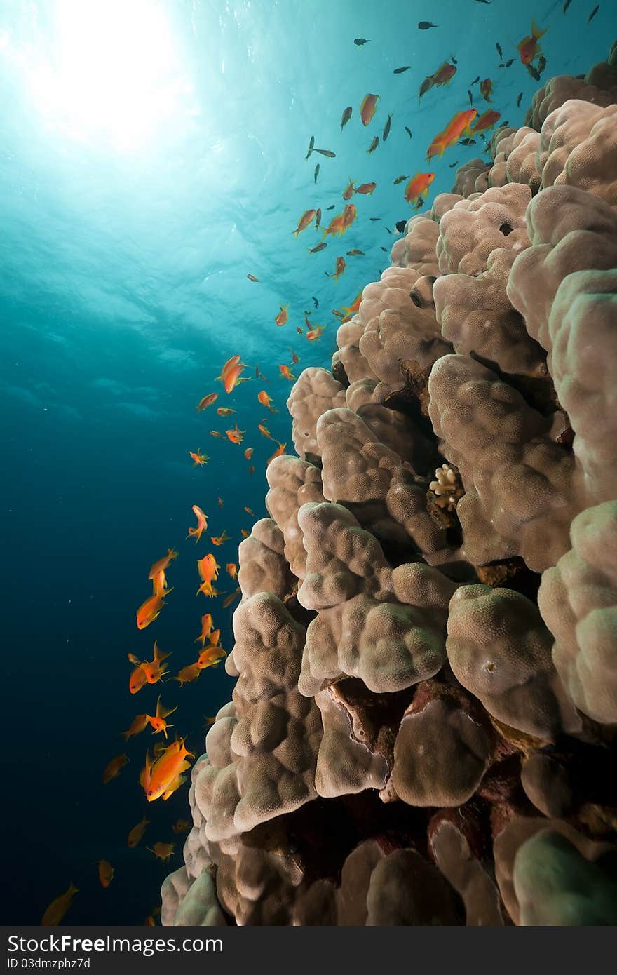 Underwater scenery in the Red Sea.