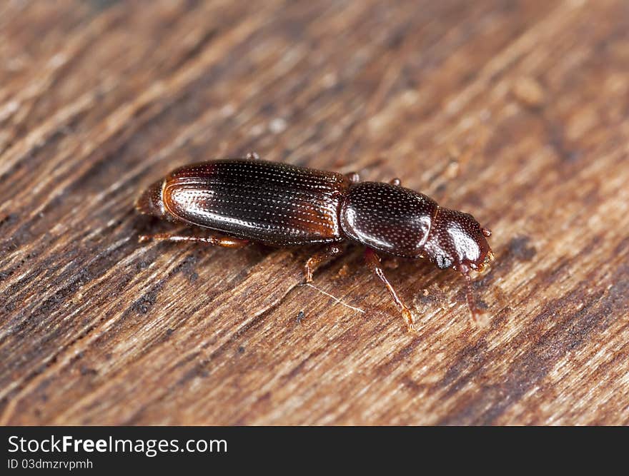 Wood living beetle sitting on wood