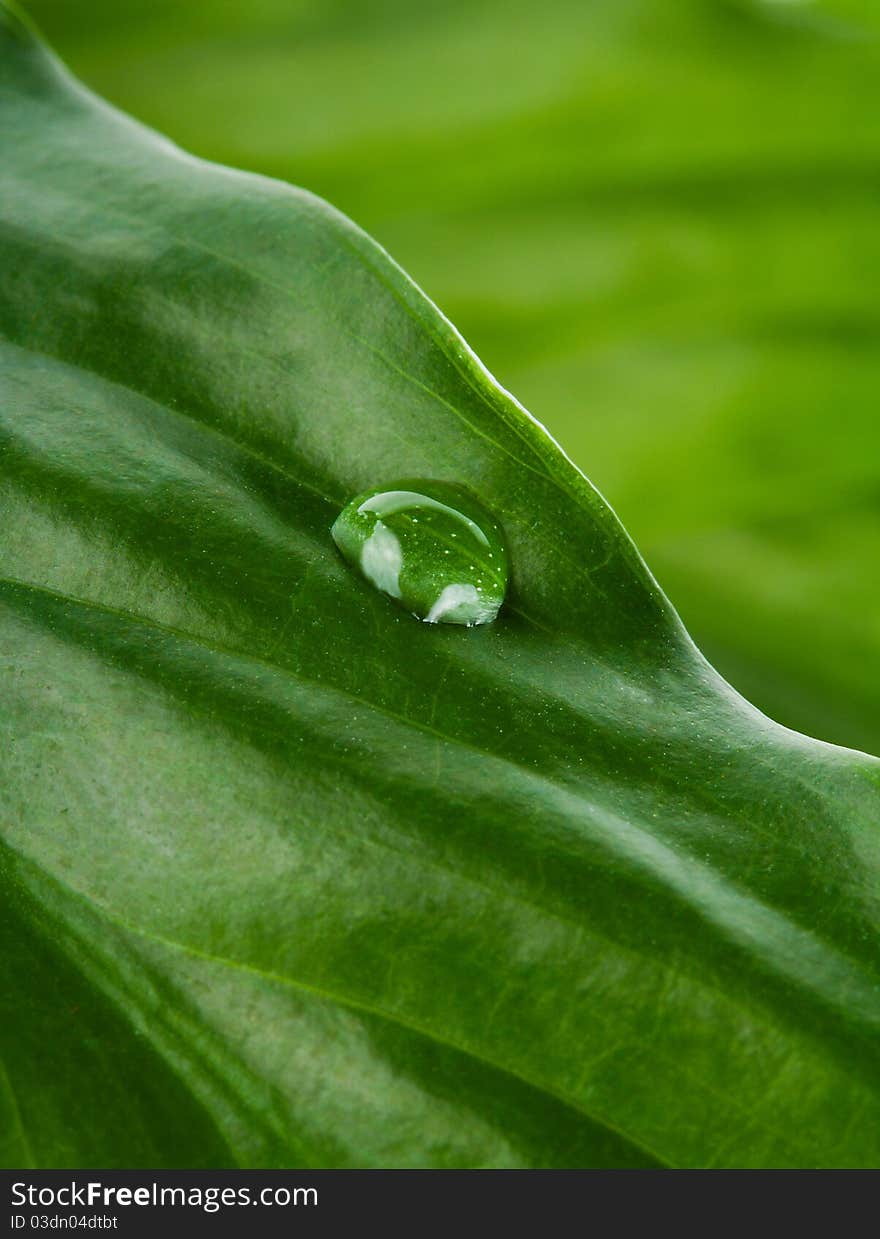 Green leaf with water drop, macro shot