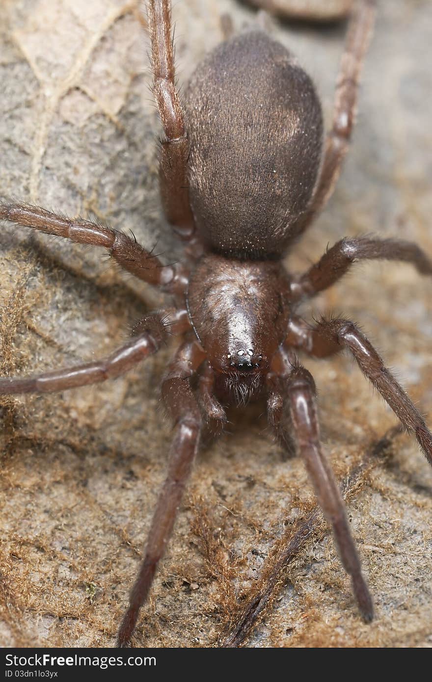 Stealthy ground spider (Gnaphosidae) extreme close up with high magnification