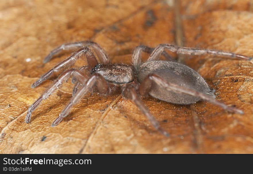 Stealthy ground spider (Gnaphosidae) extreme close up with high magnification