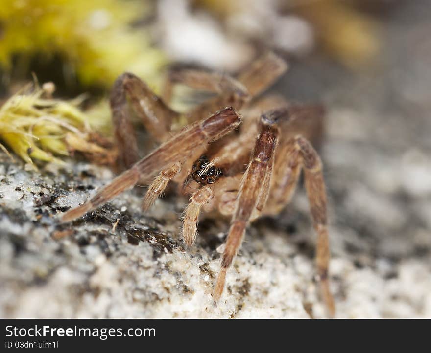 Stealthy ground spider (Gnaphosidae) extreme close up with high magnification