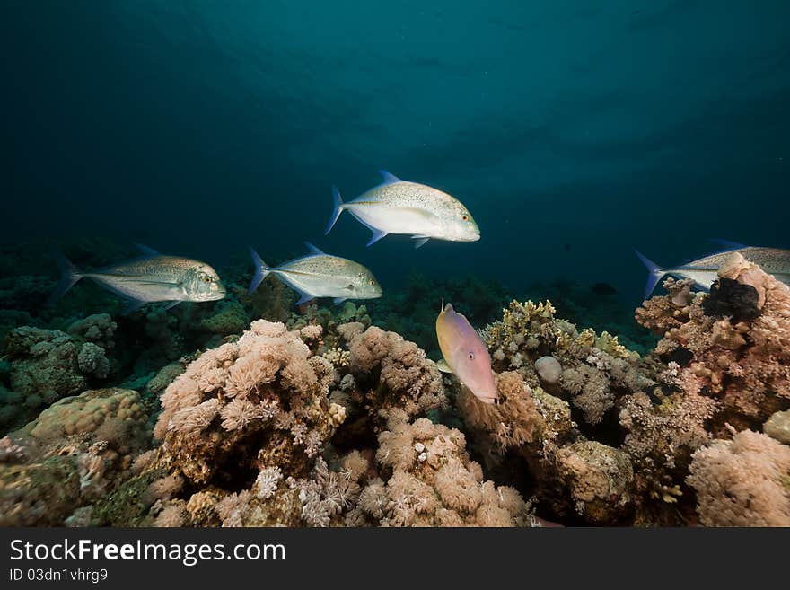 Goatfish And Trevally The Red Sea.