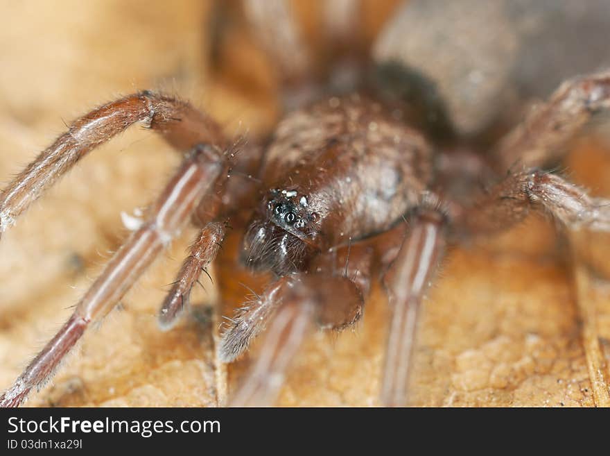 Stealthy ground spider (Gnaphosidae) extreme close up with high magnification