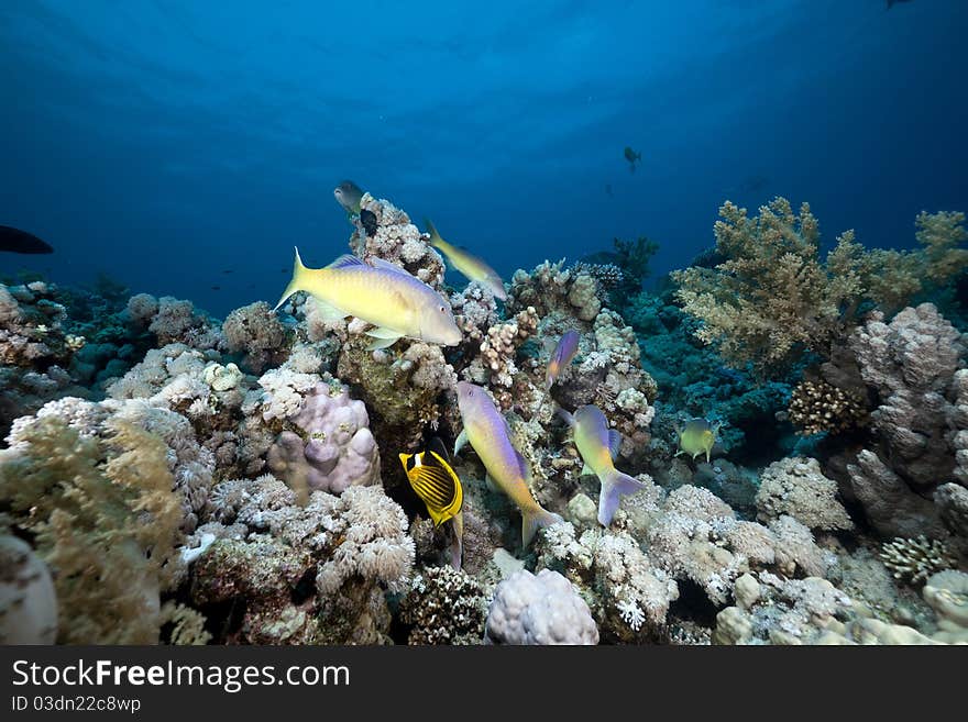 Goatfish and trevally the Red Sea.