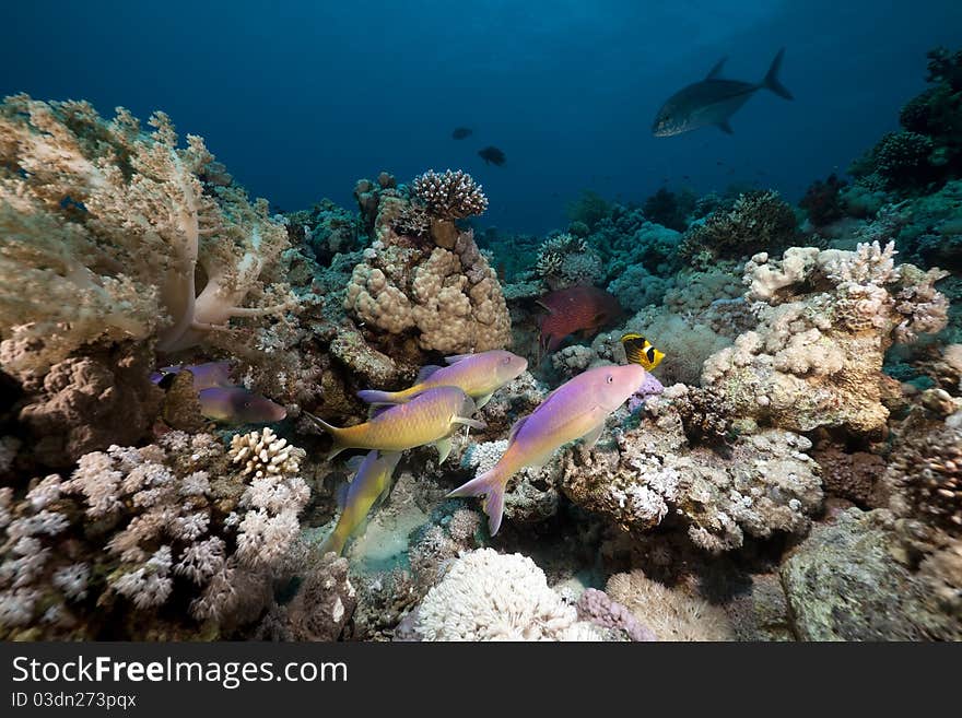 Goatfish and trevally the Red Sea.