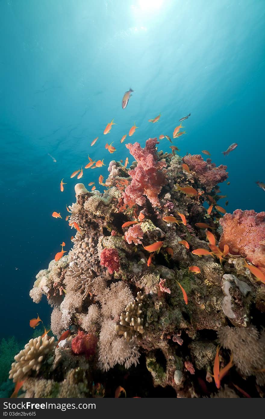 Underwater Scenery In The Red Sea.