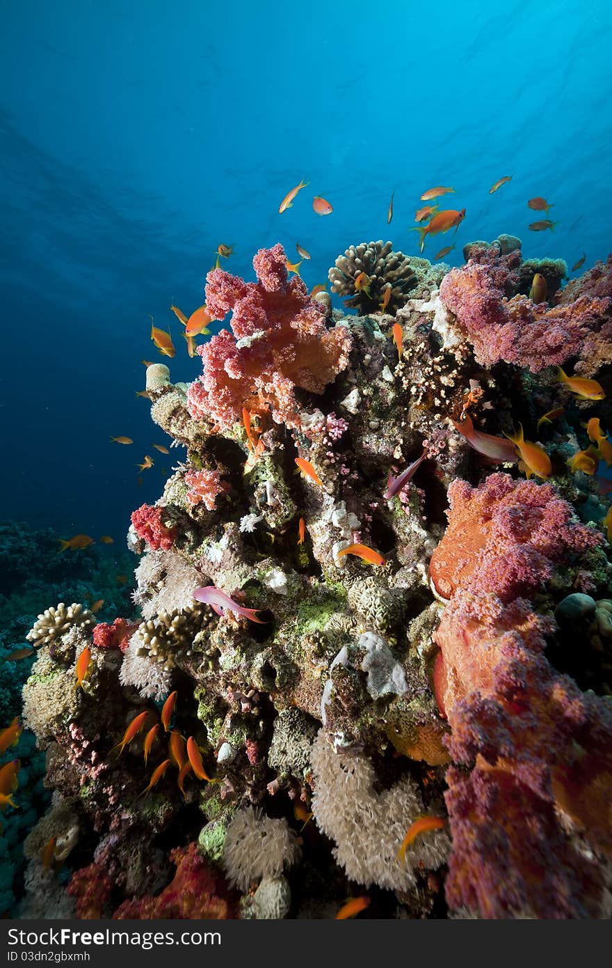 Underwater scenery in the Red Sea.