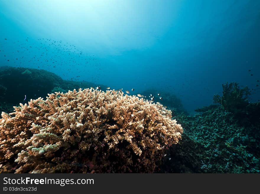 Underwater scenery in the Red Sea.