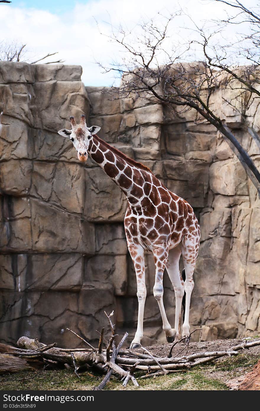 Image of a tall Giraffe taking a stroll. Photographed in Chicago Lincoln Park Zoo.