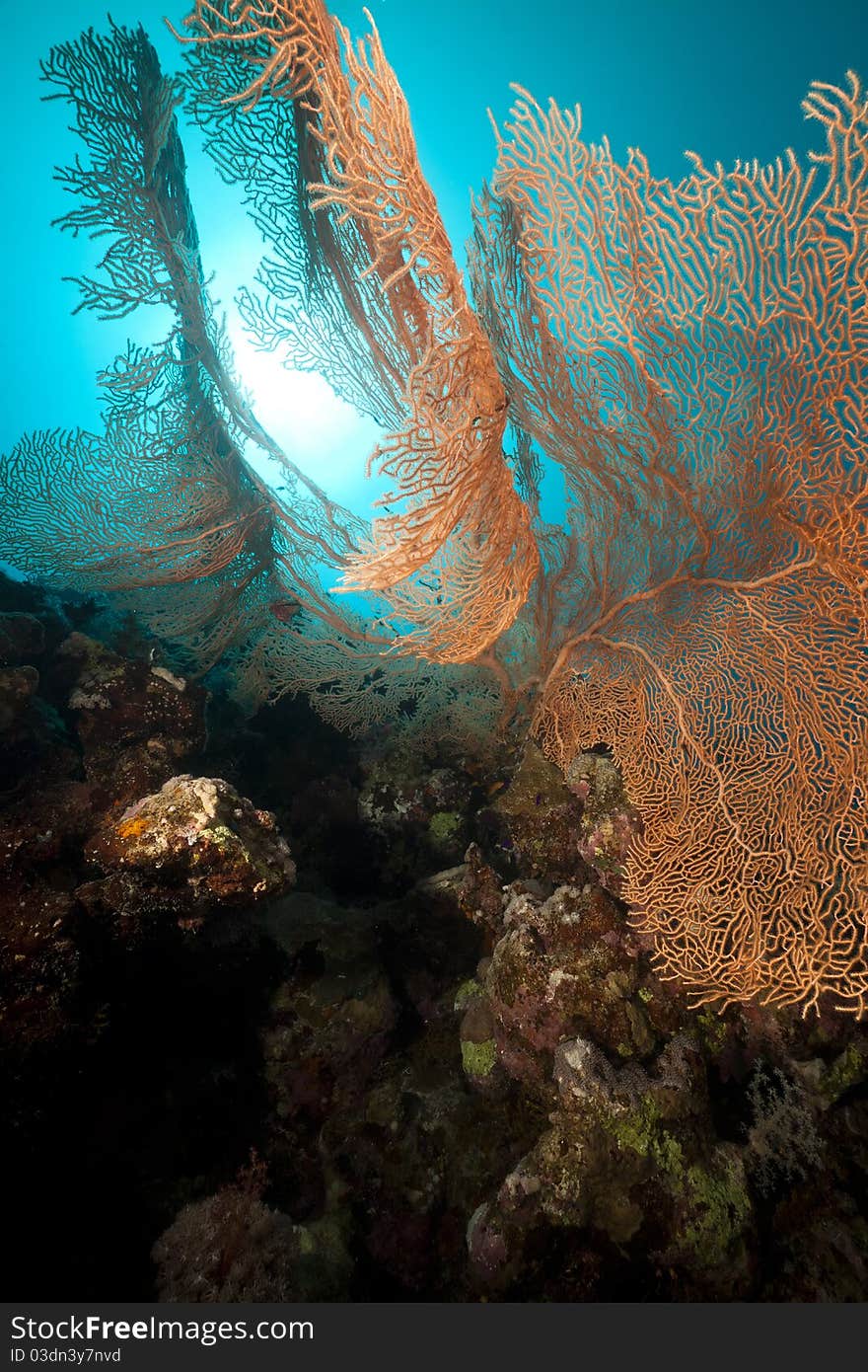 Seafan and underwater scenery in the Red Sea.