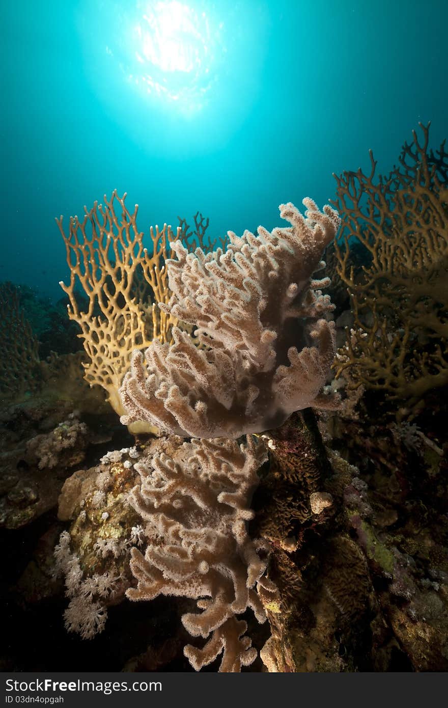 Underwater scenery in the Red Sea.