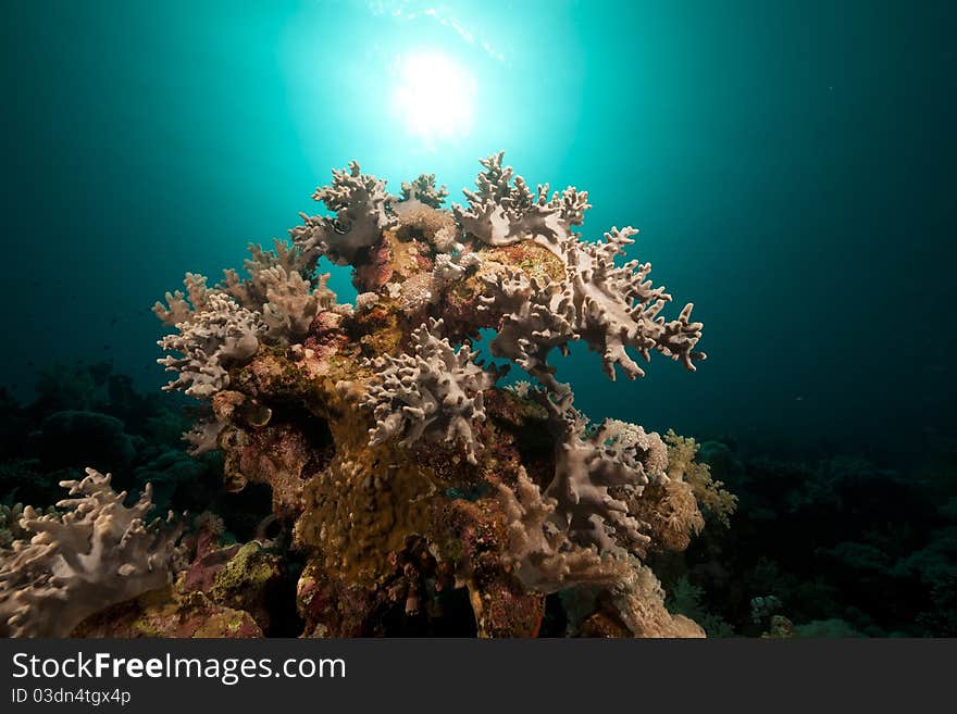 Underwater scenery in the Red Sea.