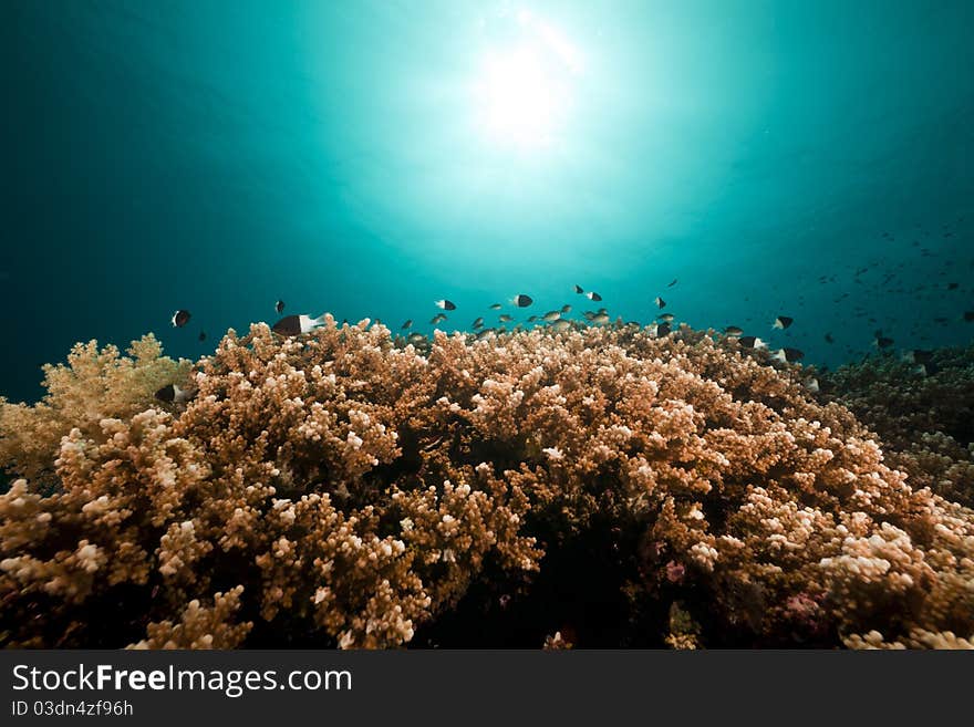 Underwater scenery in the Red Sea.