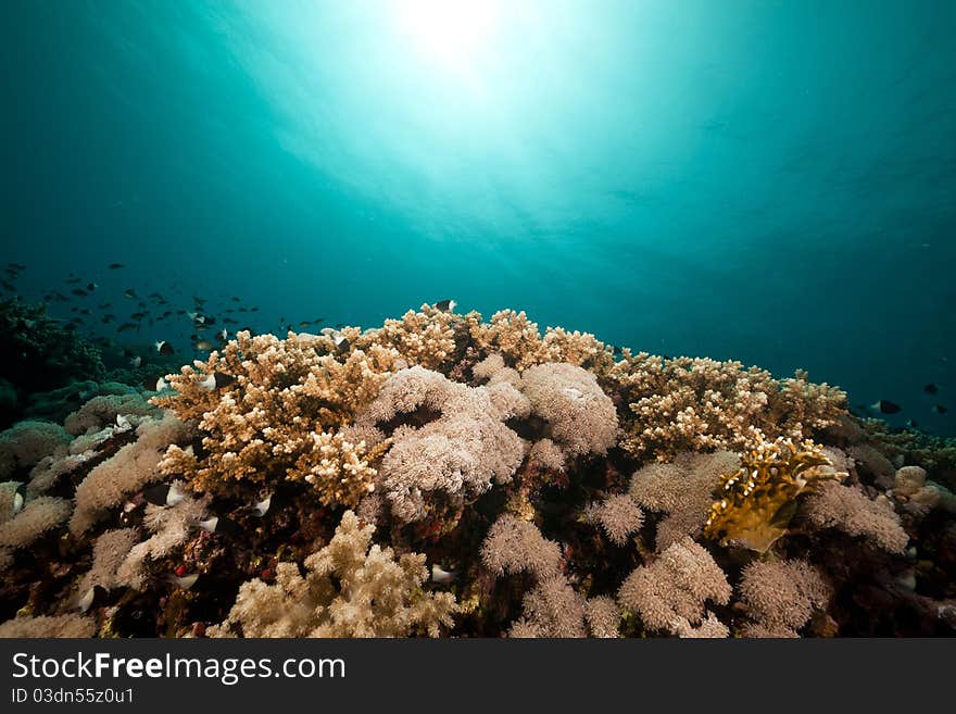 Underwater scenery in the Red Sea.