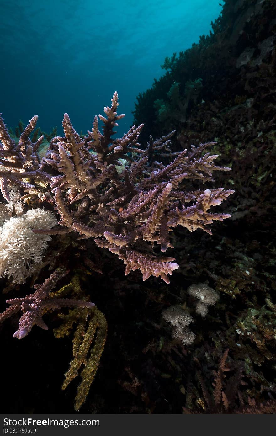 Underwater scenery in the Red Sea.