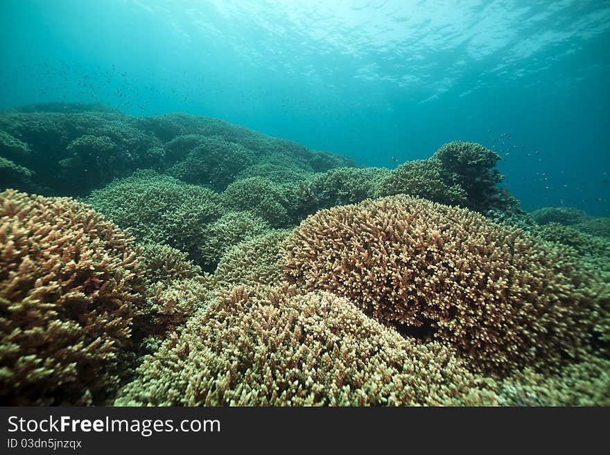 Underwater scenery in the Red Sea.