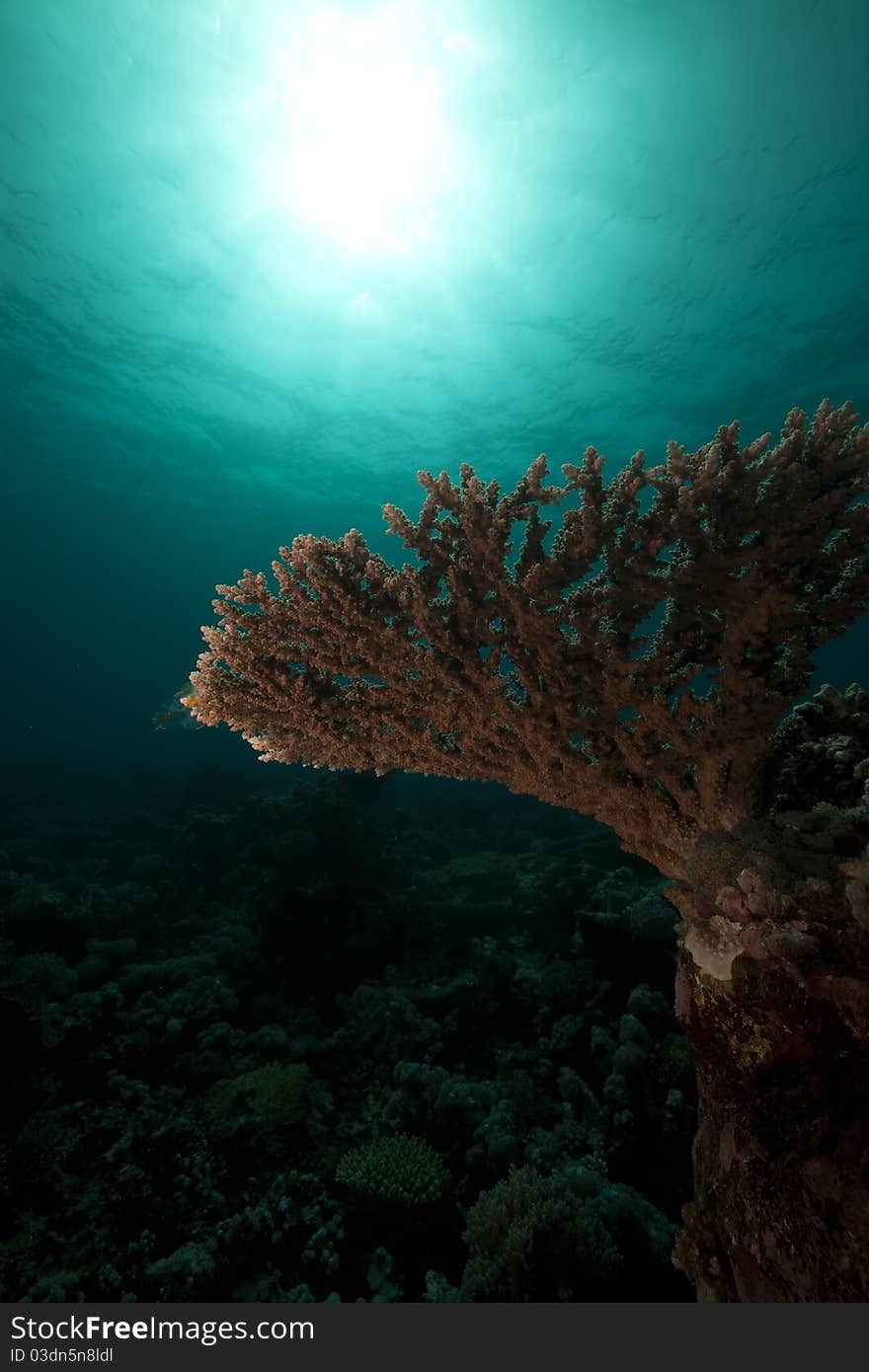 Underwater scenery in the Red Sea.