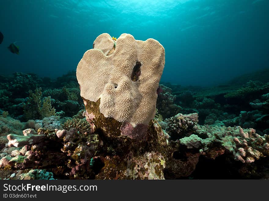 Underwater scenery in the Red Sea.