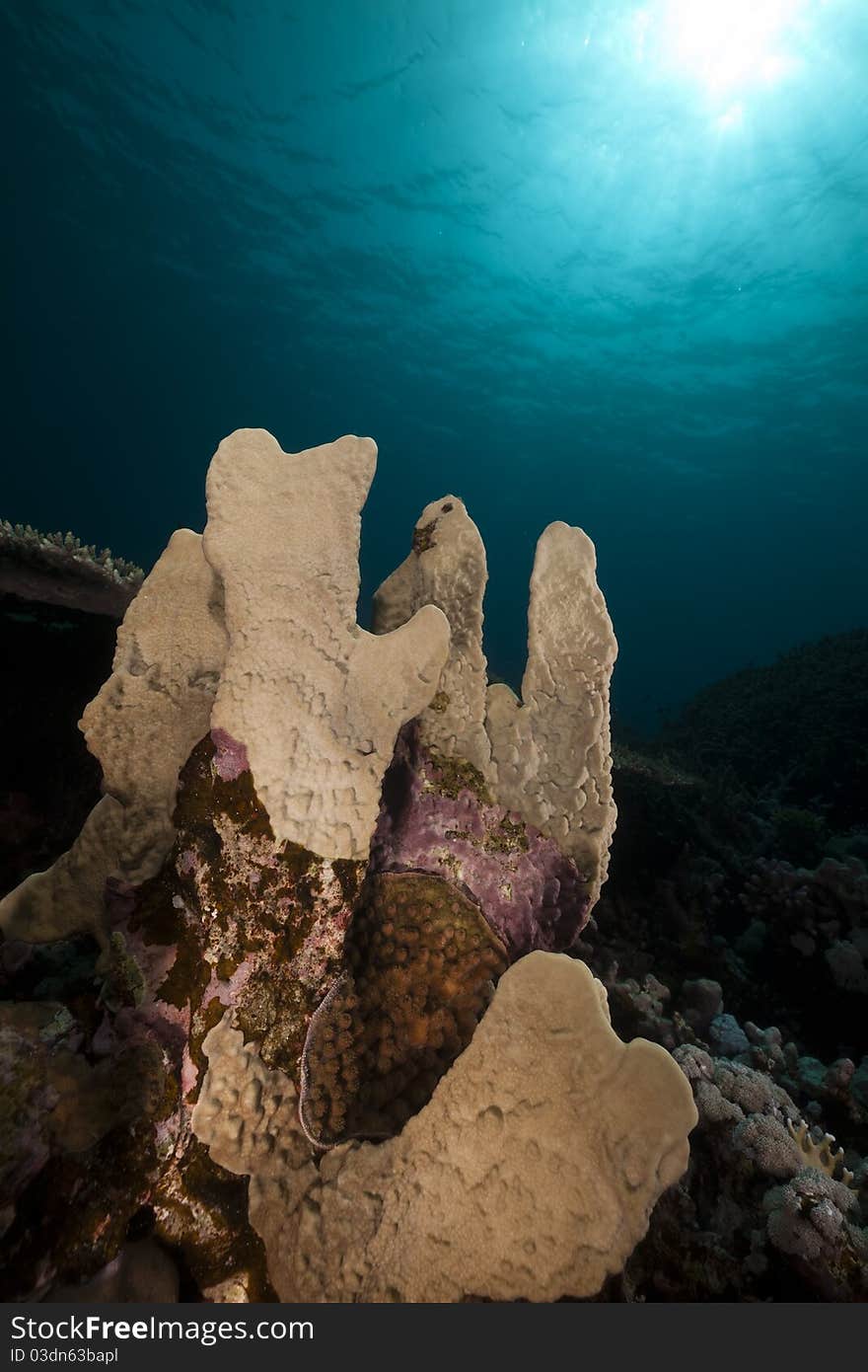 Underwater scenery in the Red Sea.