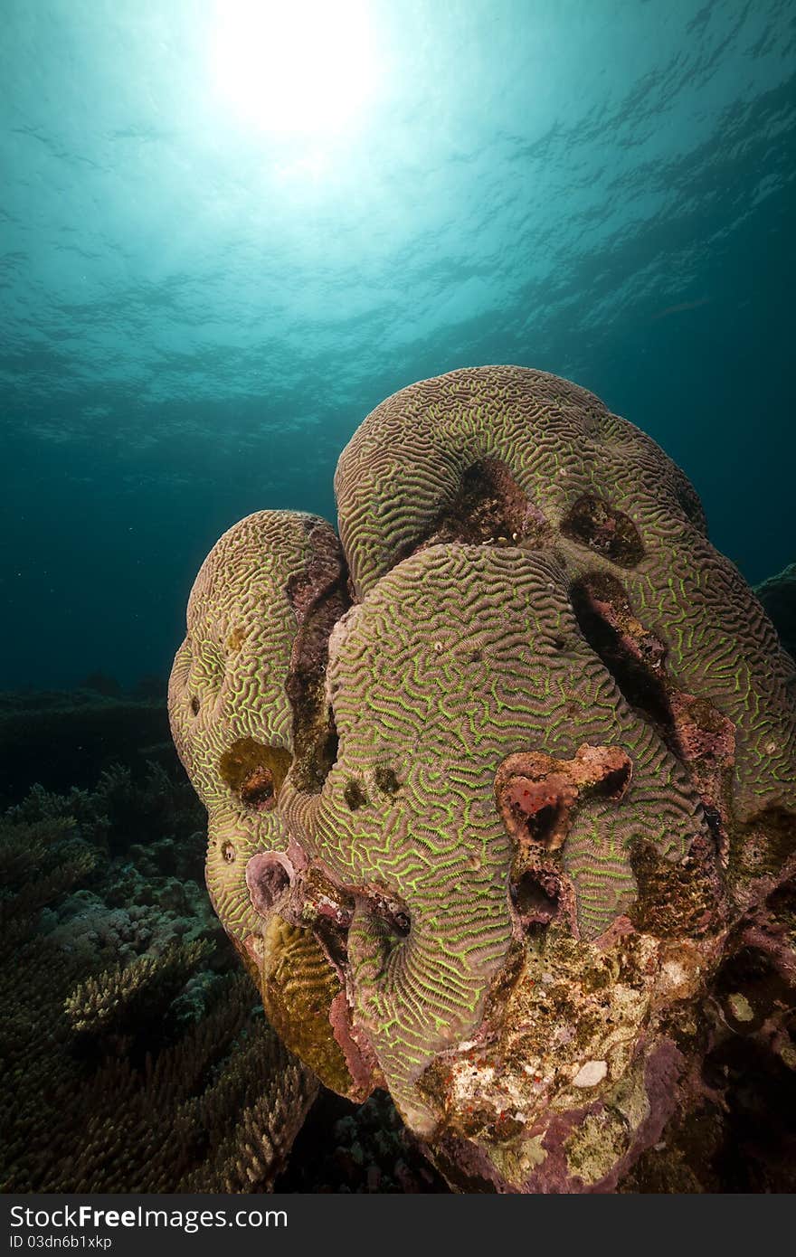 Brain coral in the Red Sea.