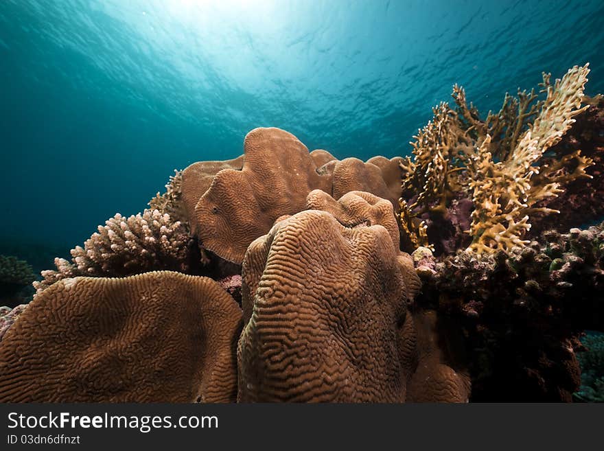 Underwater scenery in the Red Sea.