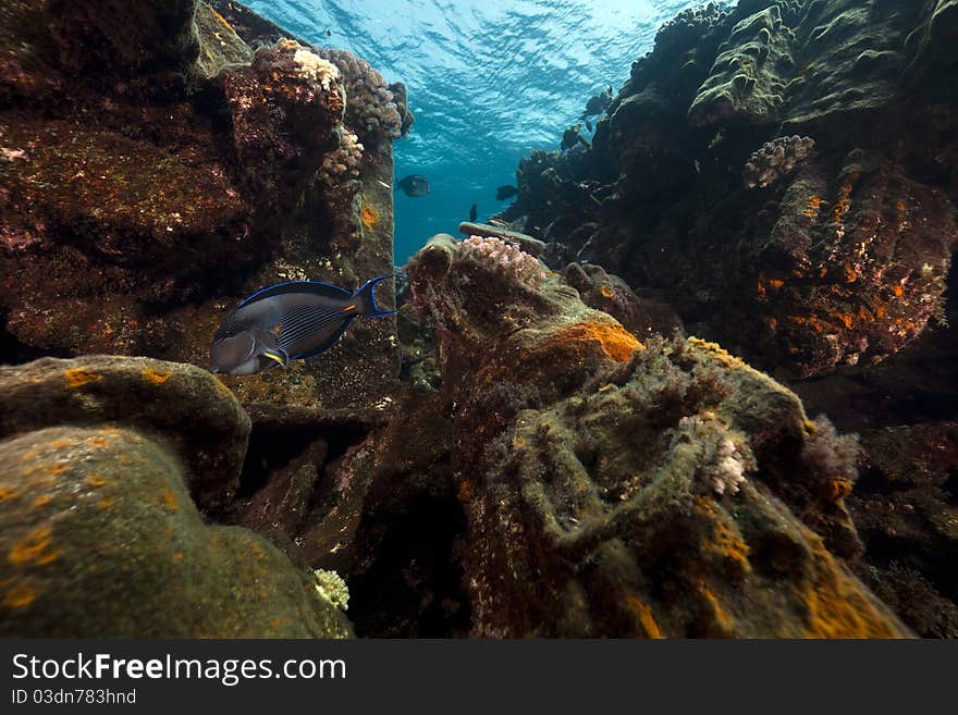 Surgeonfish and Kormoran in the Red Sea.