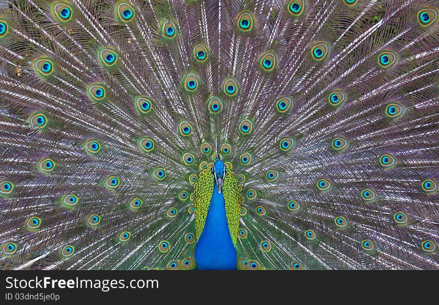 Peacock showing off