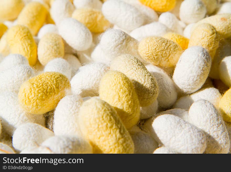 Silk cocoons prepared for making silk