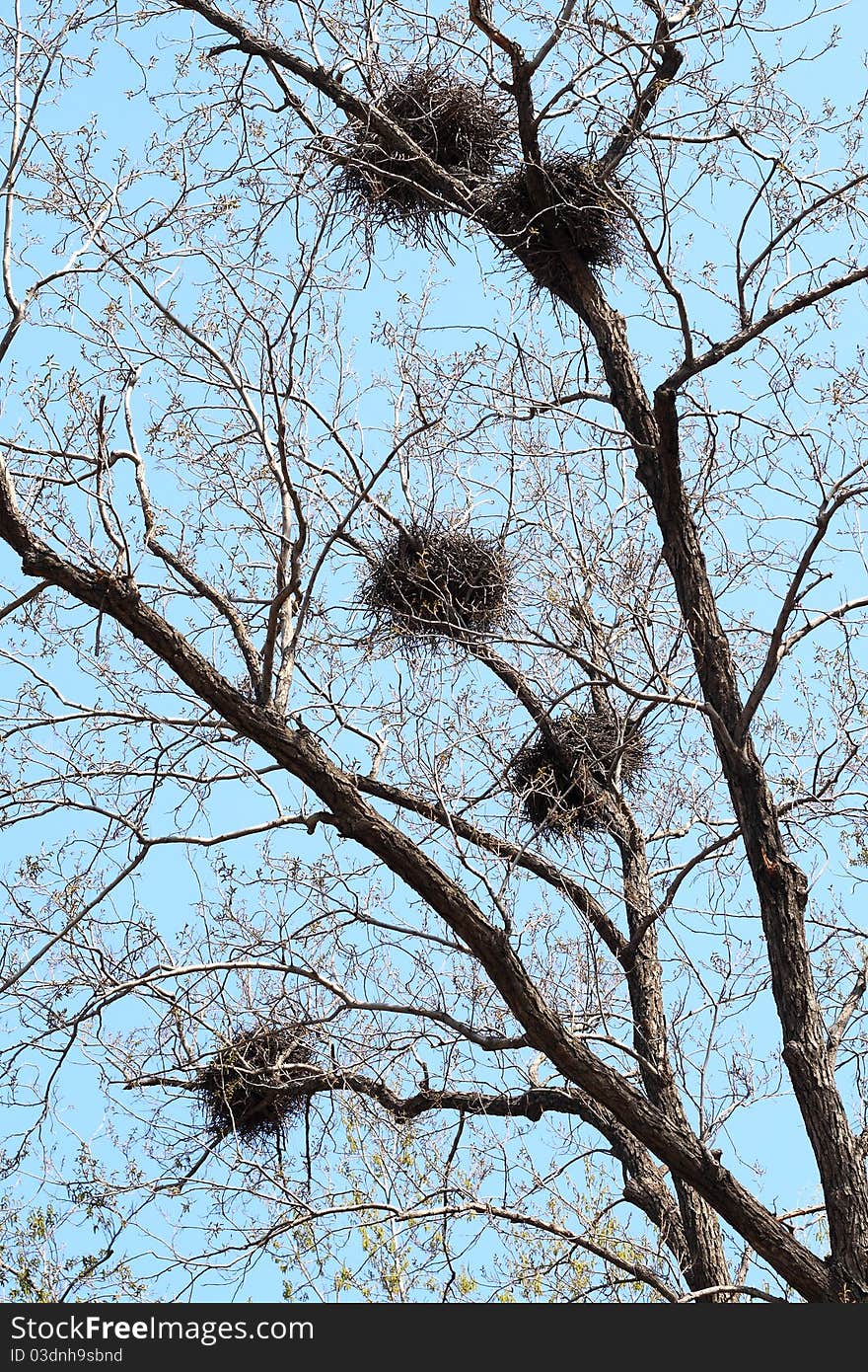 Winter landscape;branch with bird's nest