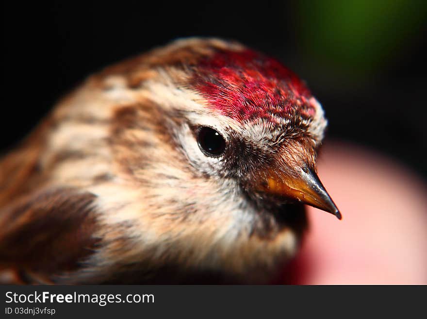 Common Redpoll