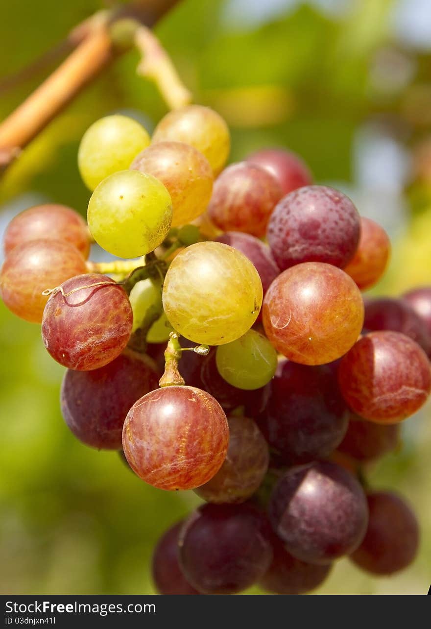 Grape fruits with health benefits. Grape fruits with health benefits.