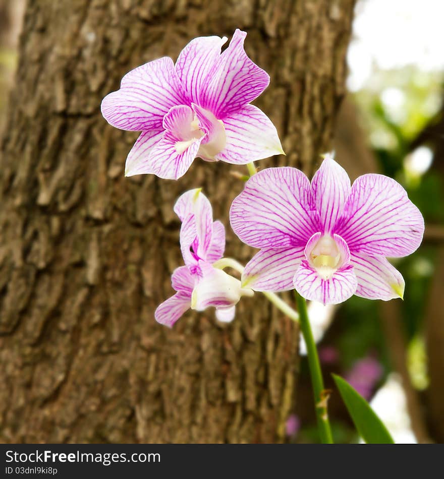 Orchid pink flowers is one more beautiful