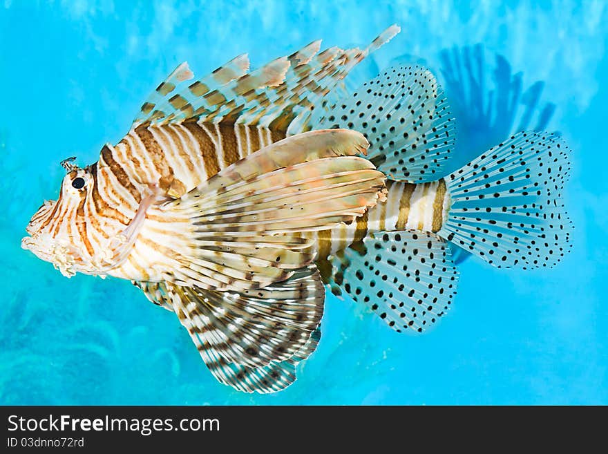 Lion fish are in aquarium. Lion fish are in aquarium