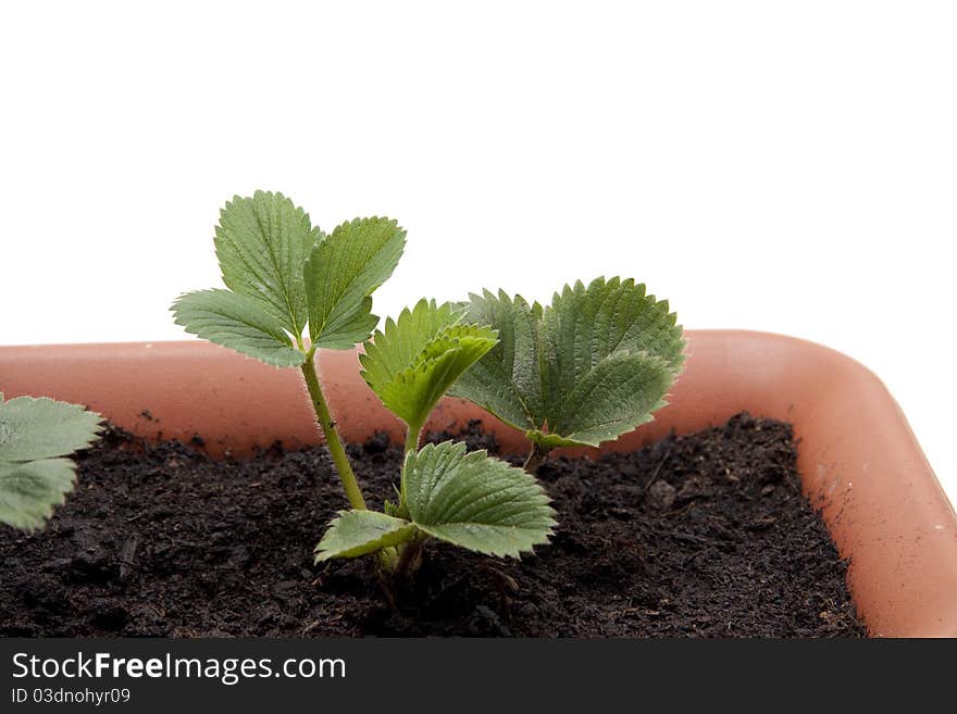 Strawberry plant in the flowerpot