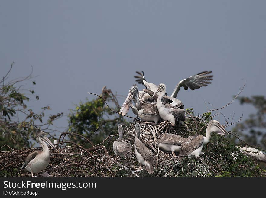 Spot Billed Pelican in his natural habitat