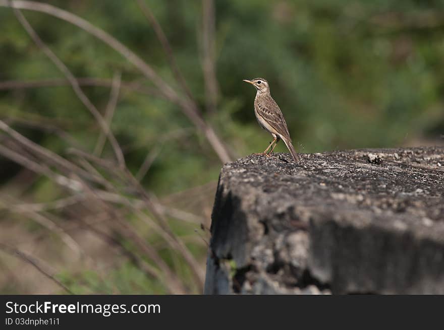 Paddy Field Pipit