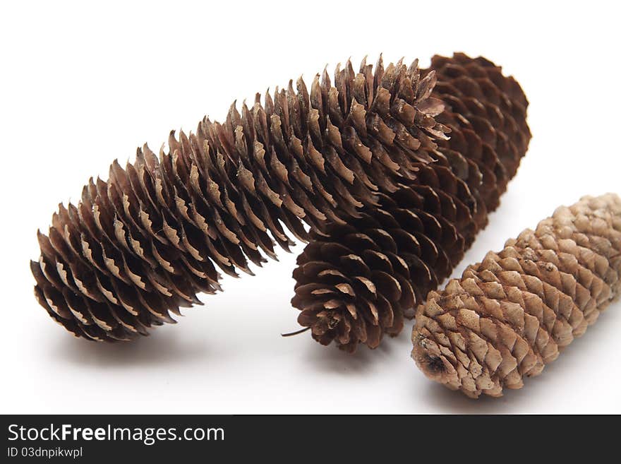 Fir Cone