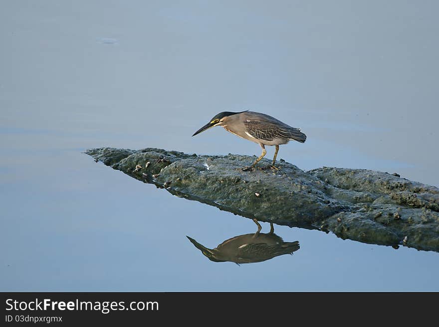 Little Green Heron in his natural habitat