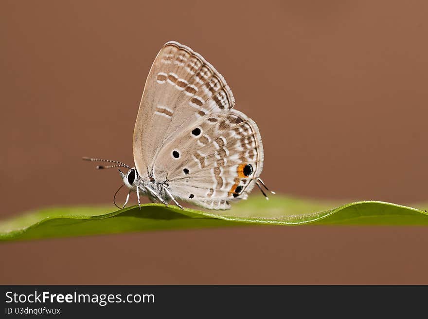 Chilades Pandava butterfly perching on a leaf