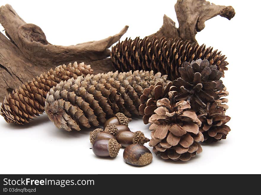 Fir cone with acorn and root