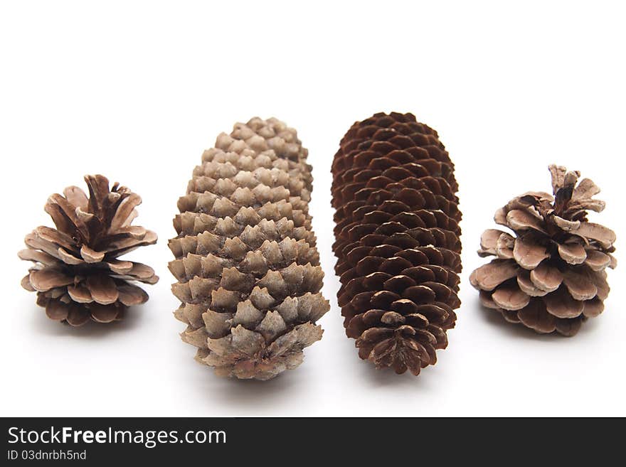 Pine cones and fir cones