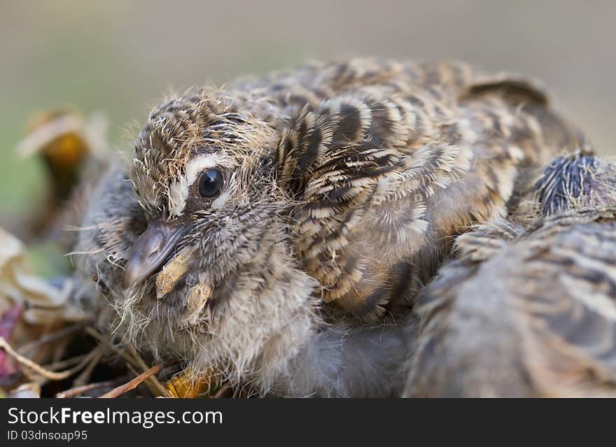 Dove son still live in the nest weak.