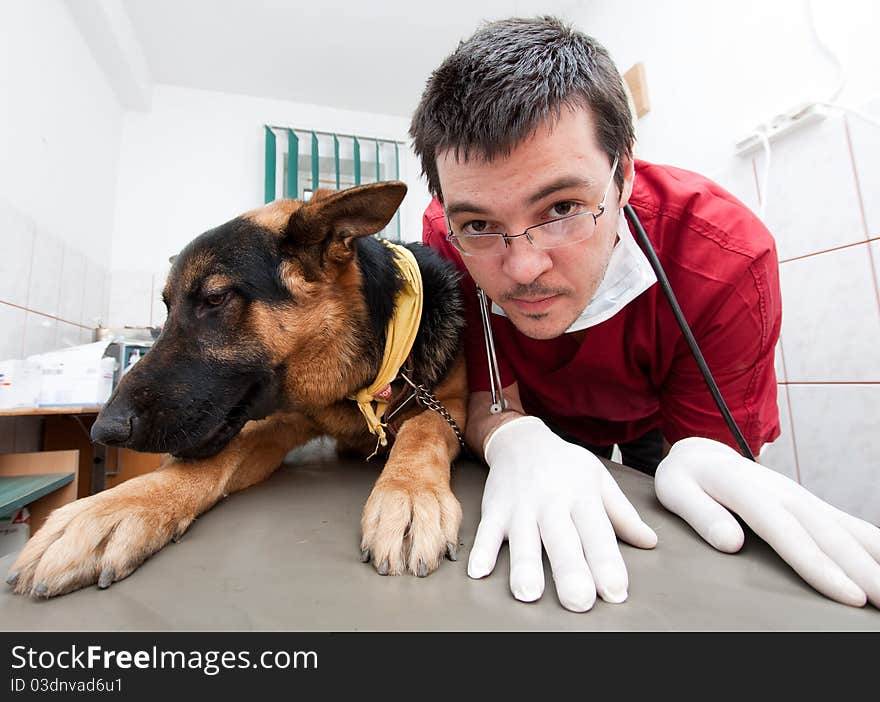 Funny vet imitating his german shepherd patient. Funny vet imitating his german shepherd patient